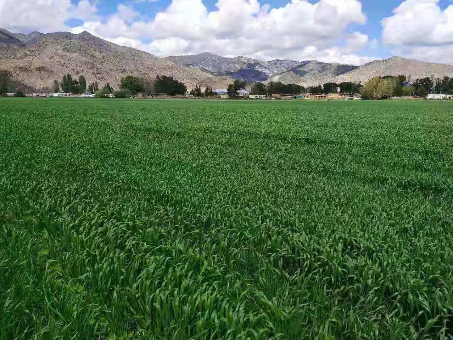 阿勒泰富蕴都孜拜东村